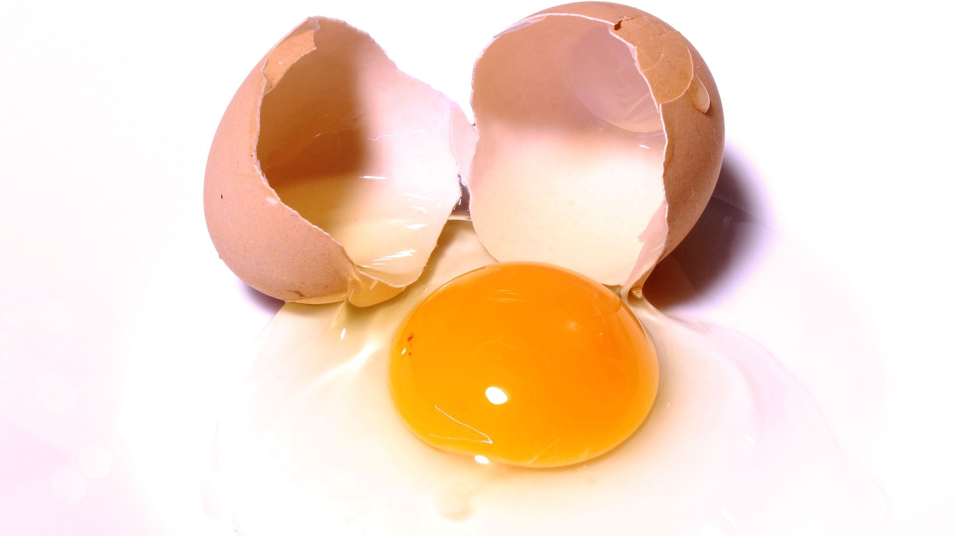 Egg