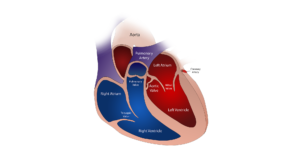 Heart valves and circulation