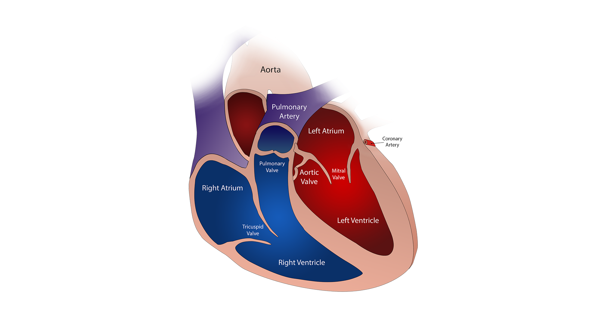 How an active lifestyle reduces the need for medicine, Part 1: The ...