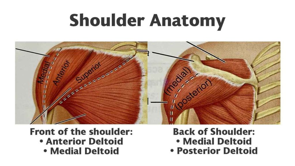 A front and rear view of the shoulder, featuring the anterior, media, and posterior deltoids.