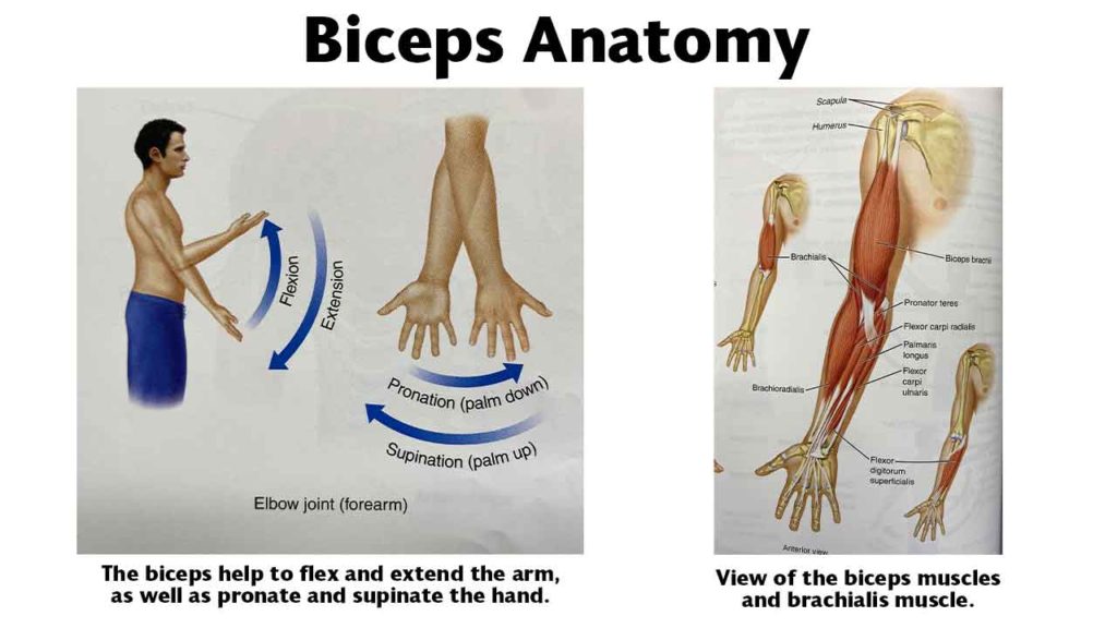 A picture of the biceps anatomy. The muscles of the upper arm and how the biceps assist in flexion, extension, pronation, and supination.