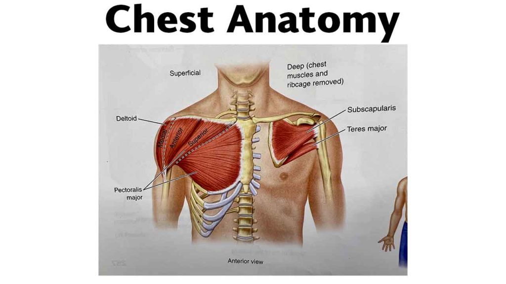 Anatomy of the Chest Musculature