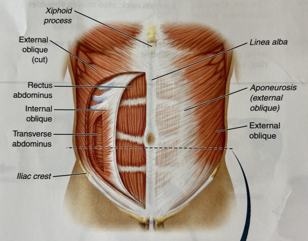 Image detailing the different abdominal muscles in the core.